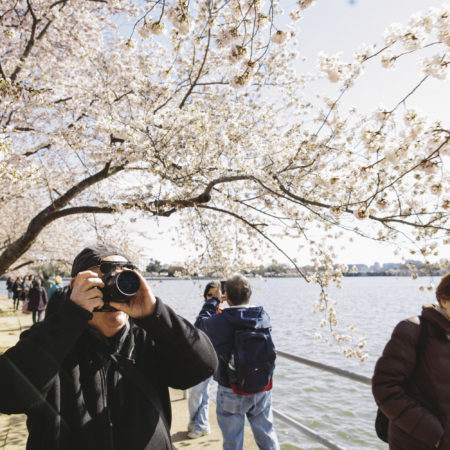 Cherry Blossoms