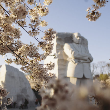 Cherry Blossoms at MLK Memorial