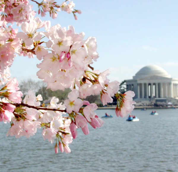 Cherry Blossoms at Jefferson Memorial