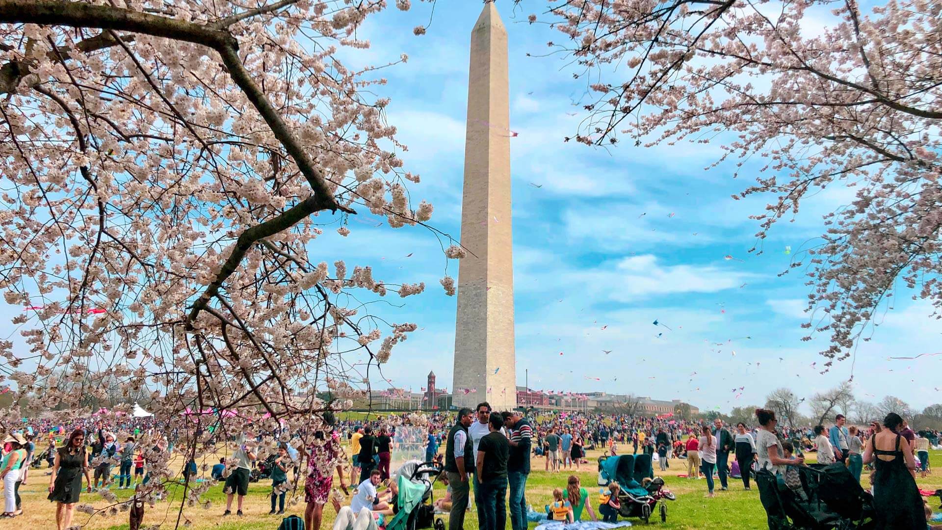national mall crowded with tourists during dc cherry blossom festival