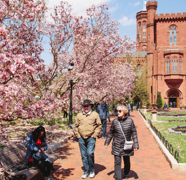 Couple walking next to Cherry Blossom trees