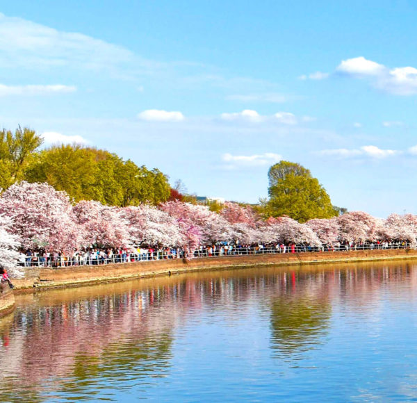 Cherry blossoms by the water