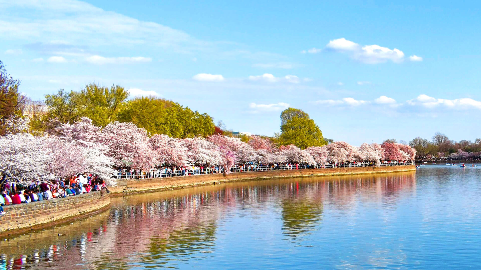 First Timers Guide to the DC Cherry Blossom Festival