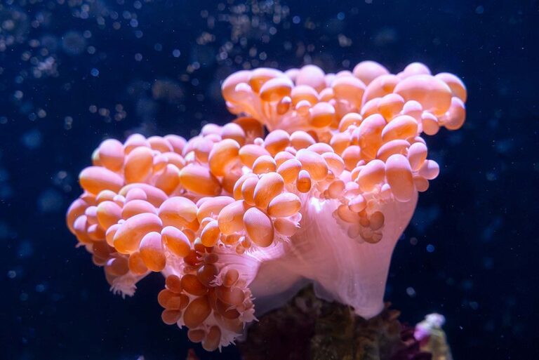 Key West Aquarium coral
