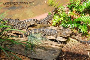 Visit Alligator Farm Zoological Park