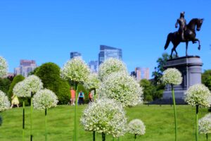 Boston Common is in the heart of Downtown