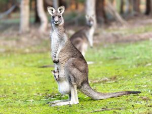 Stop by the Nashville Zoo and spend time with the animals