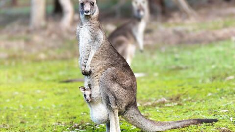 Stop by the Nashville Zoo and spend time with the animals