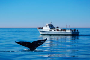 Book an exciting San Diego Whale Watching Tour