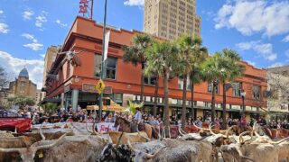 Buckhorn Saloon & Museum, Texas Ranger Museum, and E. Houston Street - San Antonio Buckhorn Saloon cattle drive