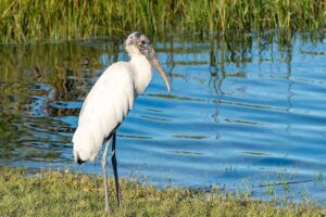 Anastasia State Park bird 