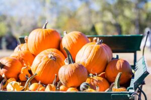 Pumpkin Festival