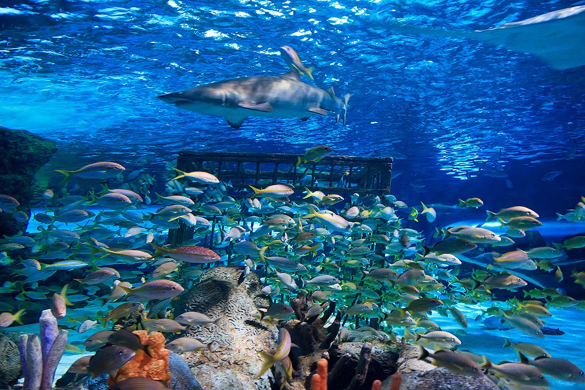 Family Friendly Things To Do in Charleston With Kids
