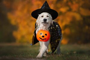 Wag-O-Ween event in Savannah, featuring dogs in costumes, decorations