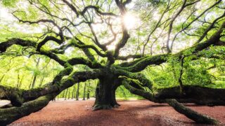 What Makes the Angel Oak Tree in Charleston So Special? - Charleston Oak Tree