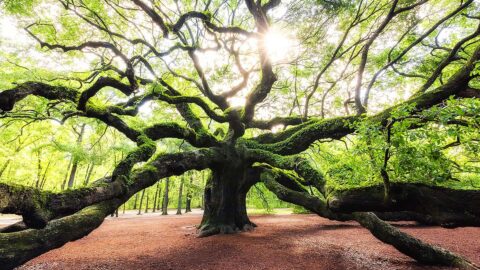 Charleston Oak Tree