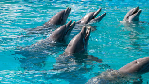 Key West Dolphin