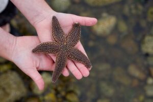 St. Augustine Aquarium Activities