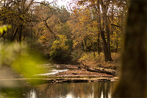 Nashville's natural beauty with diverse plants and trees