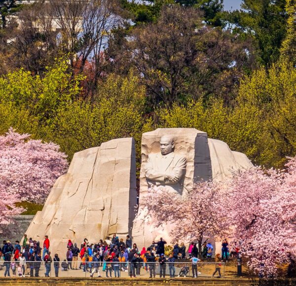 cherry blossoms in Washington DC at Martin Luther King Jr Memorial