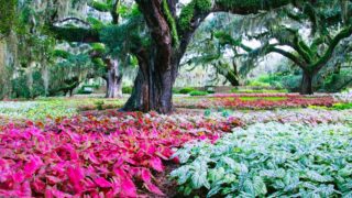 Savannah Botanical Gardens: A Serene Urban Getaway - 