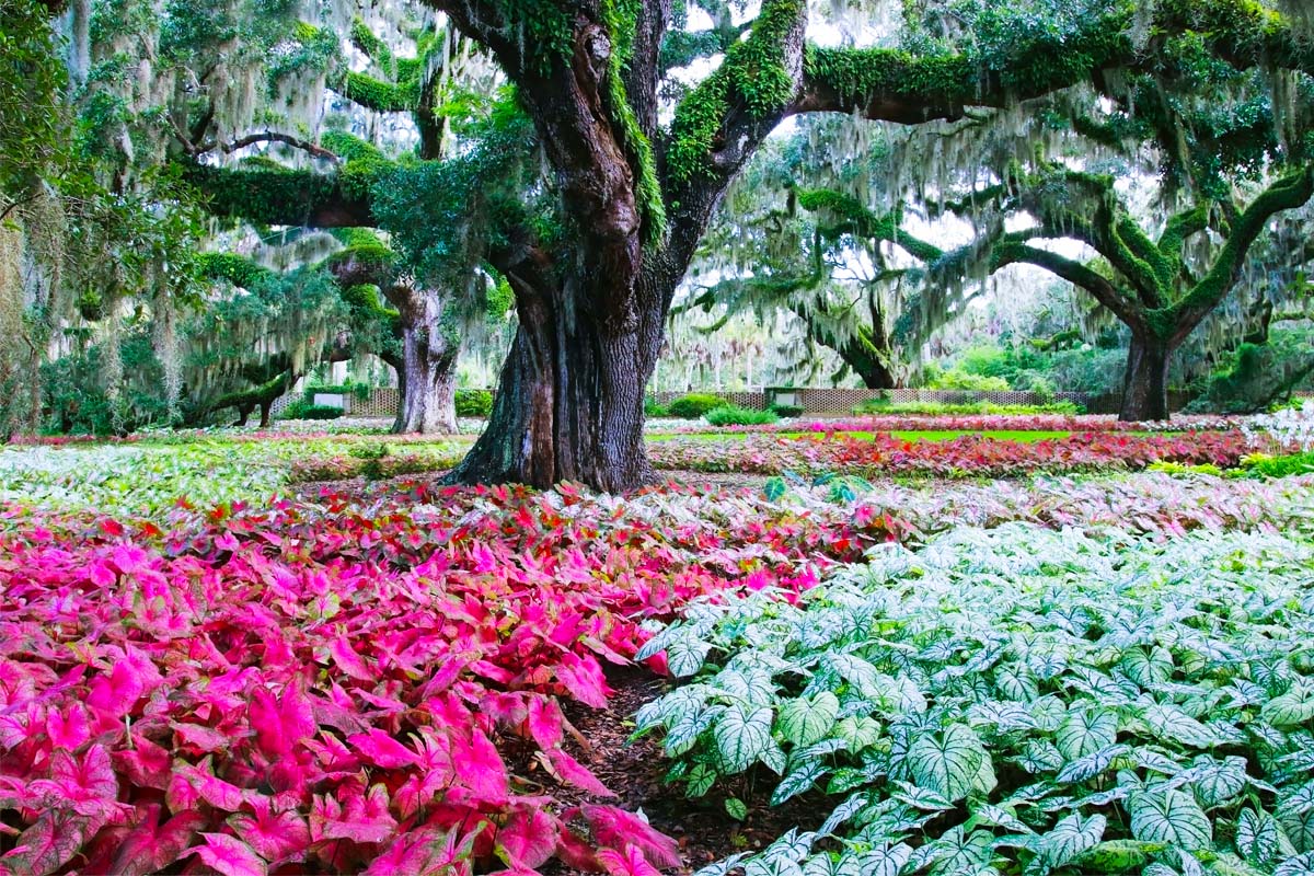 Savannah Botanical Gardens & Nature Trails Information Guide