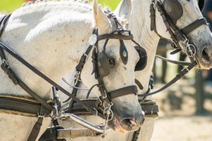 closeup of Horse-Drawn Carriage