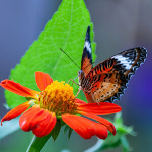 United States Bontanical Garden